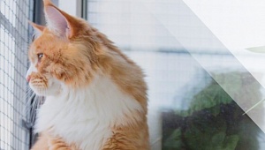 Сетки антикошка